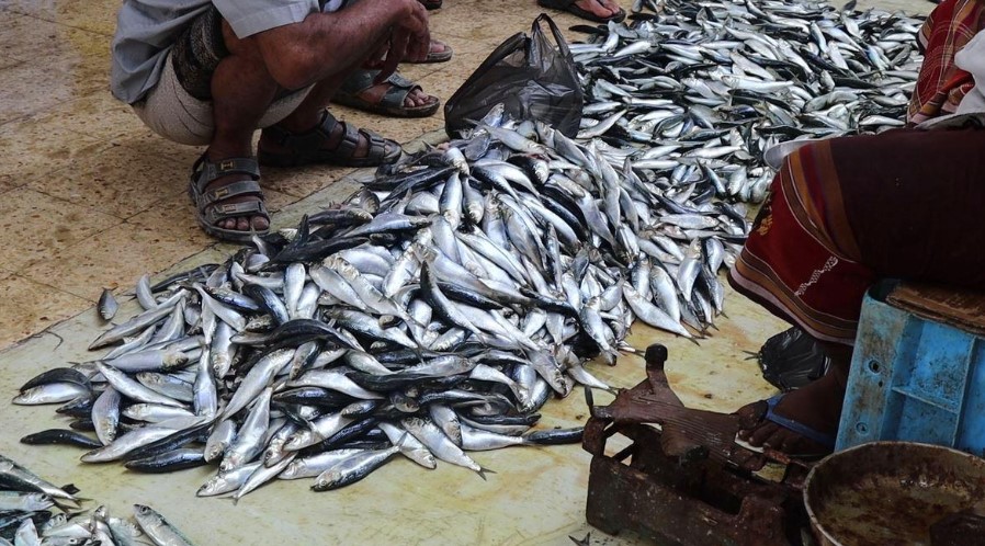 تحقيق استقصائي يتهم شركة إماراتية بالتورط في استنزاف وطحن أسماك السردين باليمن