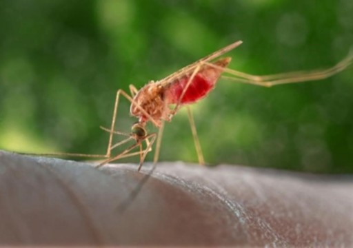 لأول مرة منذ 20 عاما.. ظهور إصابات محلية بالملاريا في الولايات المتحدة