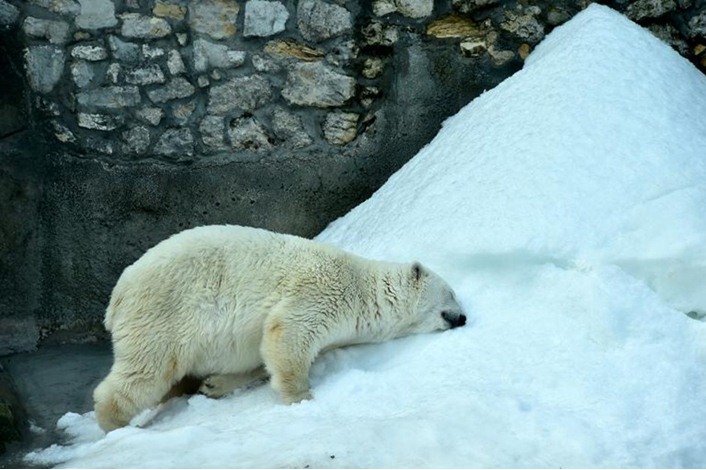وفاة آخر دب قطبي أبيض في أفريقيا
